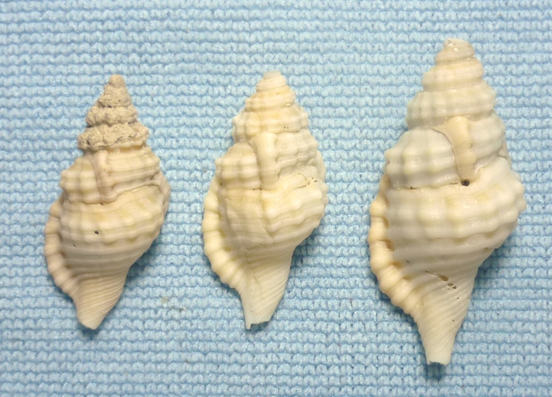 Cymatium corrugatum